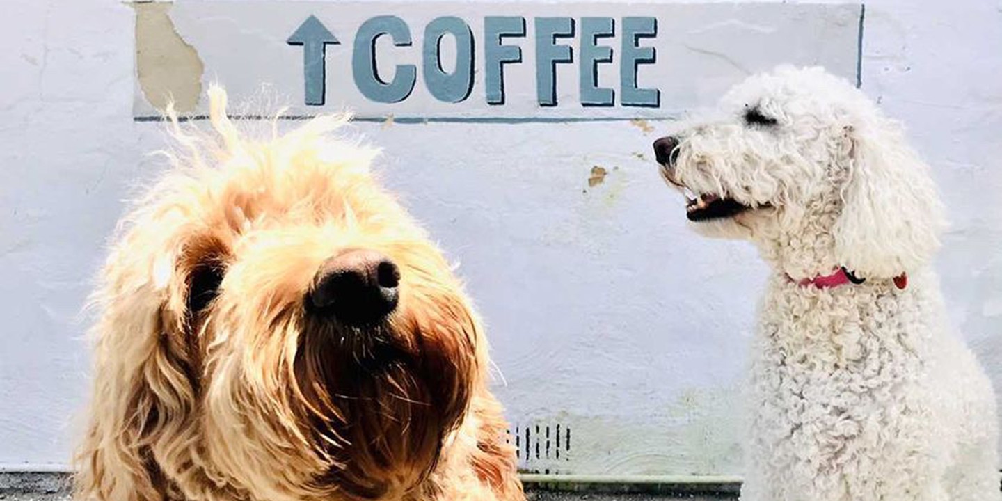two cute dogs stand in front of white wall and sign saying COFFEE