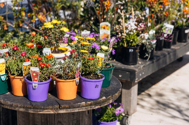 harbour plants