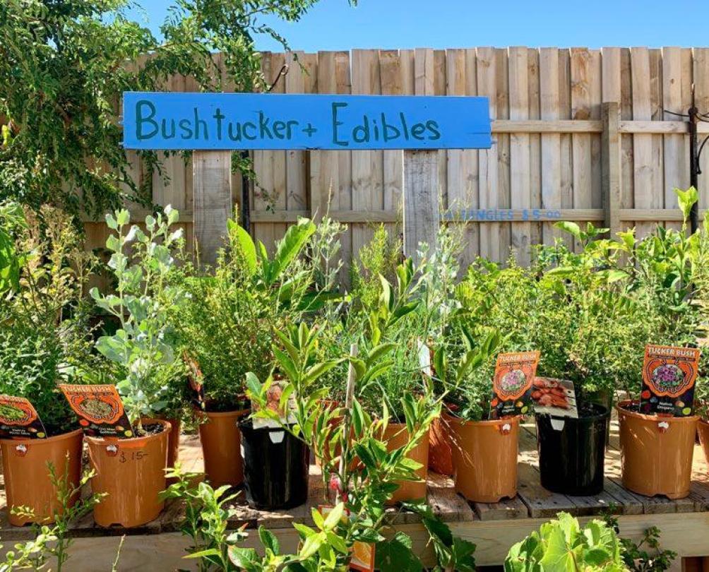 Green leafy plants in yellow pots at Harbour Plants 