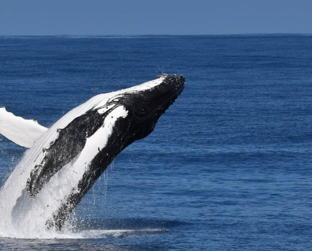 humpback whale breaching out of water with a splash