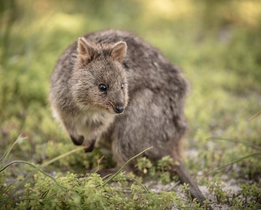 A quokka on Wadjemup / Rottnest Island