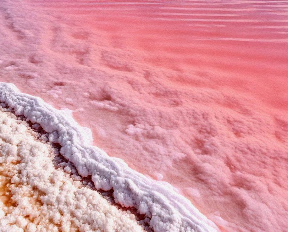 Pink wave washing up on a salty shore