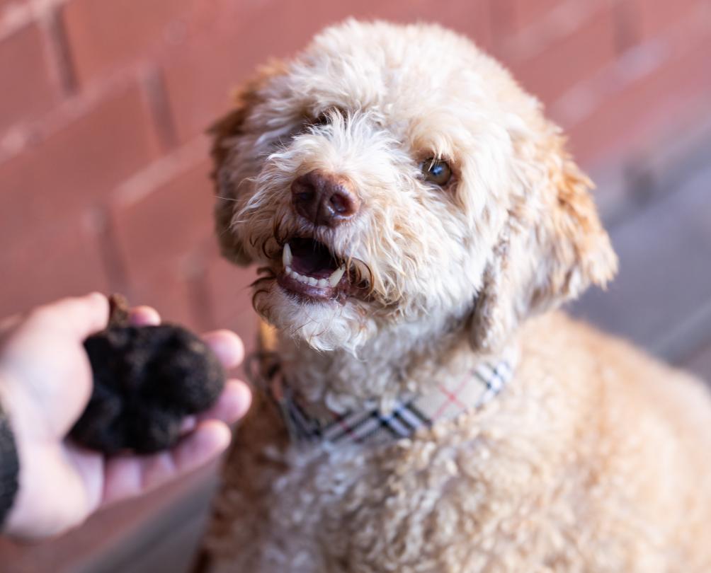 dog looking at truffles 