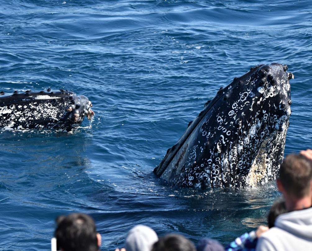 people looking off a boat and looking at whales in the water