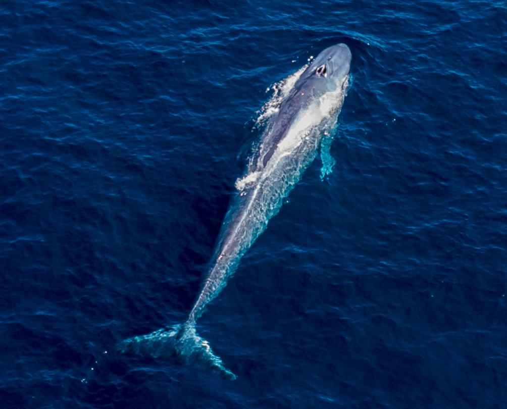 an aerial view of a blue whale