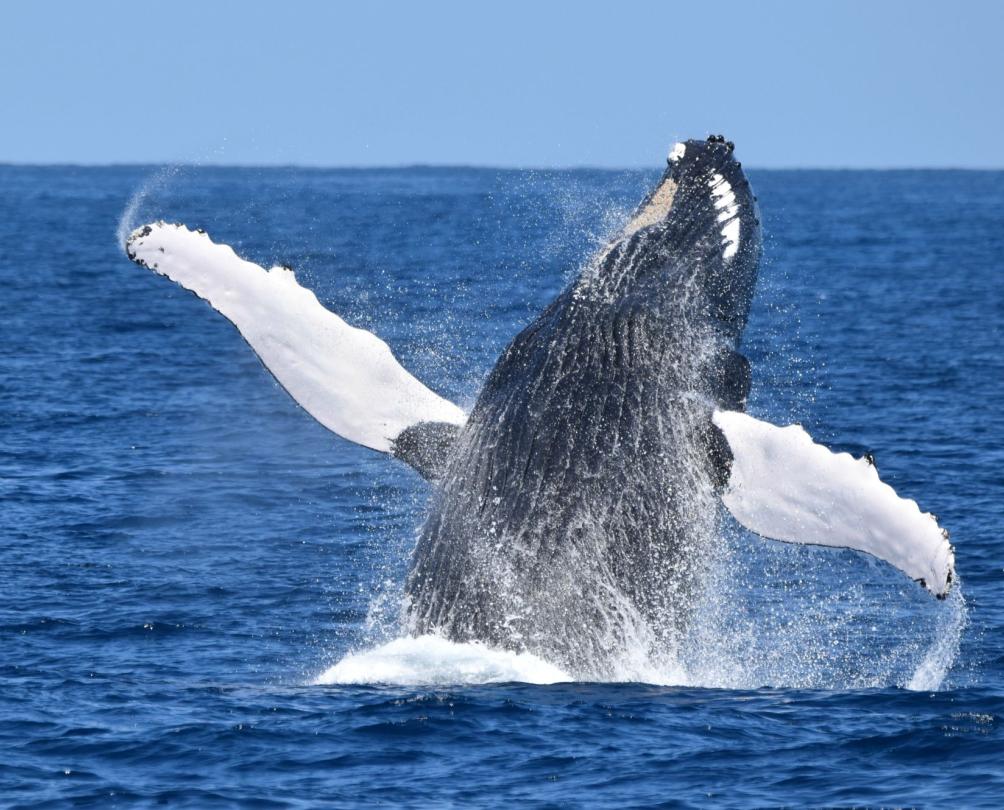 a humpback whale coming out of the water