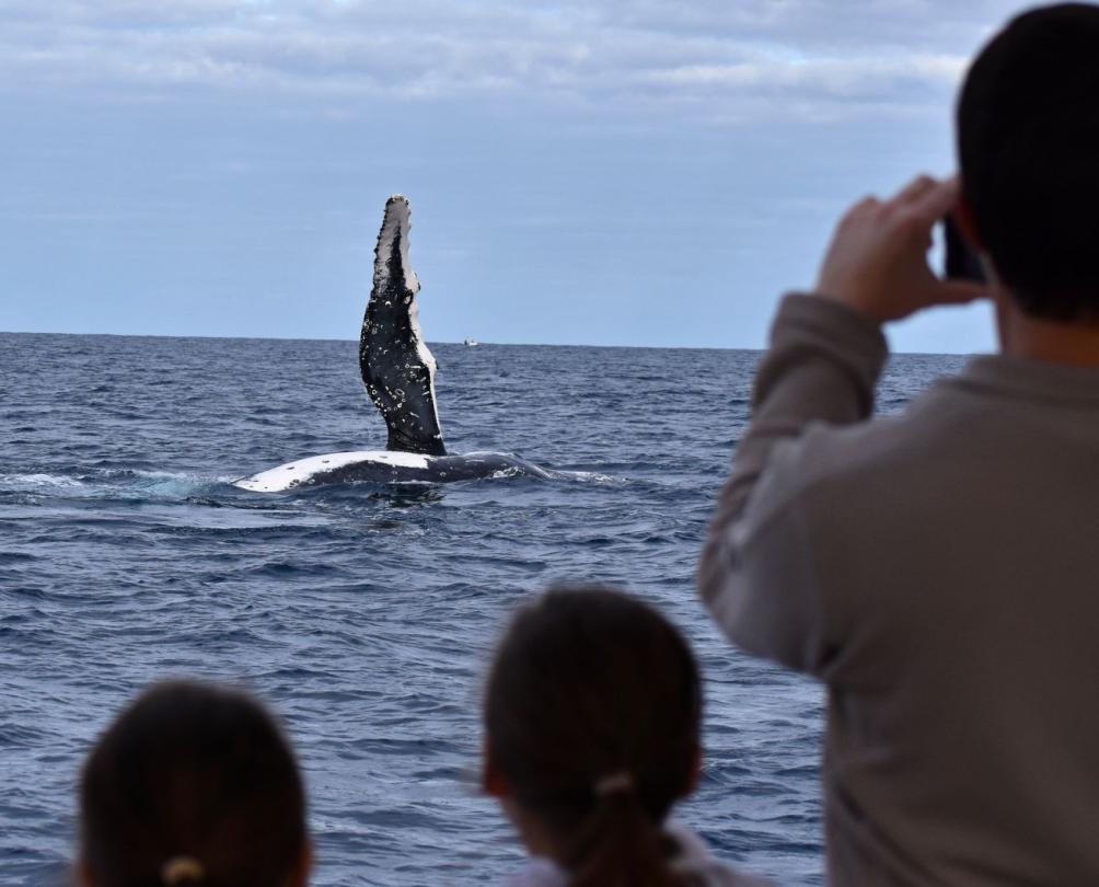 people taking pictures from a boat of a whale with its fin in the air