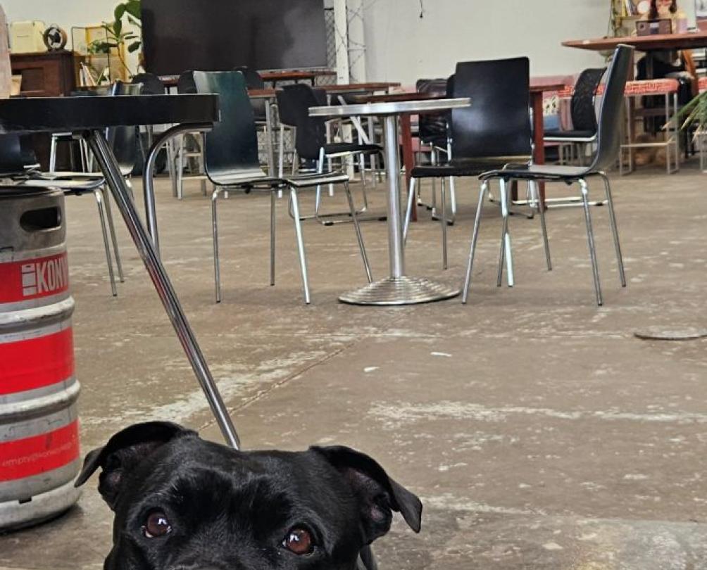 a dog on a lead in a cafe