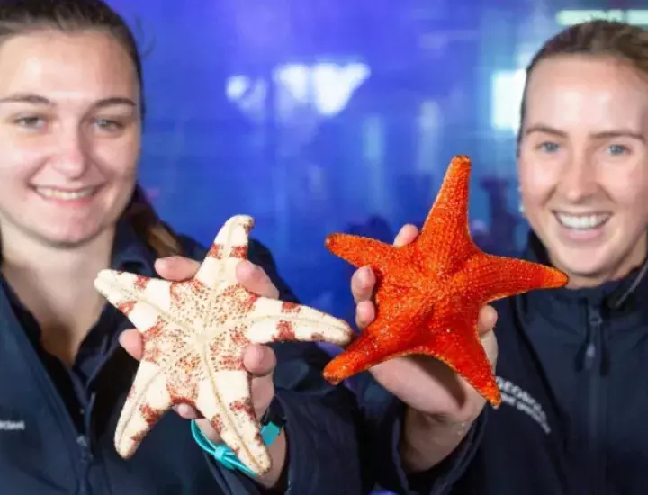 two smiling people holding starfish