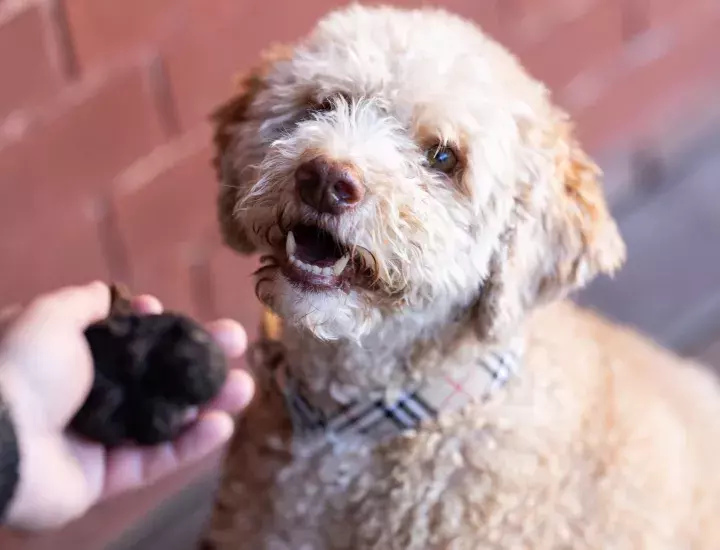 dog looking at truffles 